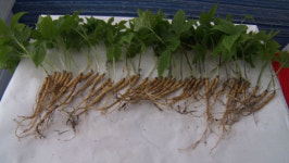 ‘VJ특공대’ 최저가 해산물부터 가구까지···‘삼길포항 어시장’·‘불날리’·‘미의 풍경’