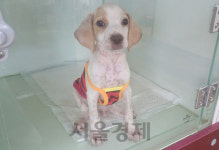 [제주유기동물센터 이야기⑦] 남겨진 유기견들은 말이 없었다