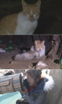 TV동물농장 동네 애교쟁이 고양이, 하수구 안 망부석이 되었다?