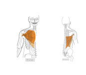 이유를 알 수 없는 어깨 통증 해소법(2)