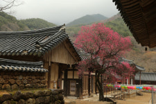 [휴-산수유의 고향 구례] 白·黃·紅...3色의 봄을 만나다