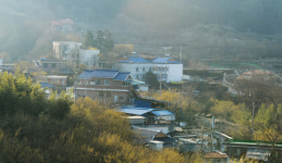 [휴-산수유의 고향 구례] 白·黃·紅...3色의 봄을 만나다