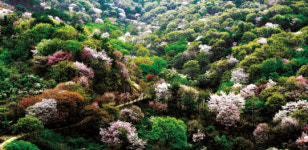 금산 비단고을 산꽃축제, 내달 15~16일 개최
