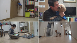 ‘동물농장’ 반려견 분리불안 치료 프로젝트···‘홀로서기 성공할까’