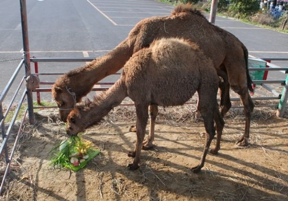 낙타 사랑이, 탄생 1주년··· 제주여행 이색코스 ‘낙타트래킹’ | 포토뉴스