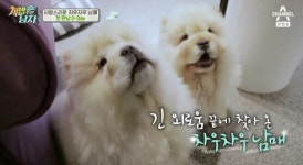 ‘개밥남2’ 이경영, 차우차우 남매 ‘활짝·피움’과 첫 만남에 ‘심쿵’