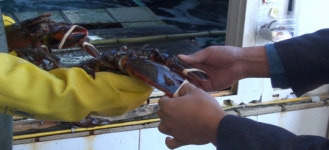 고급품질 캐나다산 바닷가재로 믿었는데···원산지 속인 수입·유통업자 구속