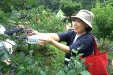 친환경농업 현장 체험··· 남양주 소소리농장 블루베리 등 수확