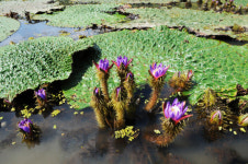 창녕 우포늪 그대에게 행운을 가시연꽃 활짝···4년만에 군락지 형성