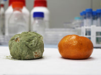 나노코팅기술로 과일 부패 막는다