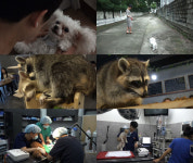 하하랜드 24시간 동물병원의 사투부터 천방지축 라쿤까지