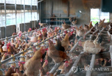 평택서 살충제 닭 출하···정부 사전 차단 들어간다