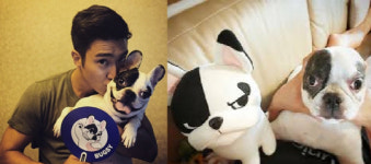 최시원 프렌치불독 벅시 각종 캐릭터 상품 판매되던 인기견