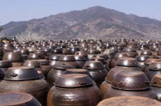 동백에 취하고 매화에 홀리고 봄꽃 보러 떠나는 남도 여행