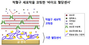 혈당측정 오차 28.2%→2.6%로 줄인 ‘바이오 센서’ 개발