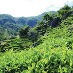 [만파식적]하동 녹차