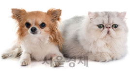 [뉴스터치] 경기, 내년 5월 여주에 펫 테마파크 연다