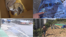 ‘동물농장’ 주택가 쓰레기봉투 속 새끼고양이 4마리 유기··· 범인은 누구?