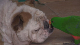 ‘동물농장’ 가장 뜨거운 로맨스..환장의 커플 주인공은?