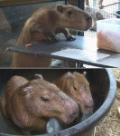 ‘동물농장’ 남미에서 이사 온 카피바라 부부..왜 기습탈출을 감행하는가