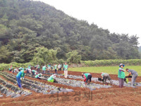 남해군 창선면새마을협, 재활용품수집·김장배추 심기