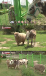 동물농장 노새♥양, 우리 탈출 러브스토리에 토니안 부럽다