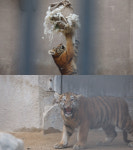 ‘동물농장’ 멸종위기 1급 백두산 호랑이 4남매..진정한 맹수로 거듭날까