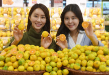 롯데마트 “갓 수확한 제주산 귤 맛보세요”