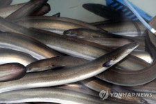 고창 뱀장어 양식장서 사용금지 ‘니트로푸란’ 검출···전량 폐기 조치