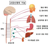 말못할 고통 다한증·안면홍조, 교감신경차단술로 잡는다