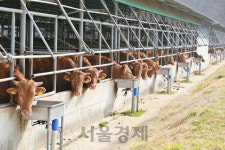 막걸리 먹인 고품질 한우 지방도 탄력성 월등해요