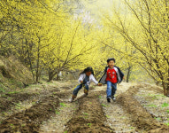 경북 의성 산수유마을 꽃맞이 행사 주말 나들이로 딱! 300년 넘는 산수유나무 3만5천그루 장관 연출