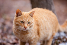 길고양이 밥 NO 이웃 때렸다 징역···해외선 개채수 관리 철저