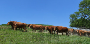 힘차게 뛰는 한우