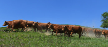 올해 첫 방목으로 힘이 넘치는 한우