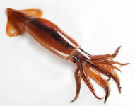 수입 오징어, 국산 추월했다···국산 어획량 급감 탓