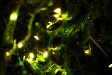 판다 보고 반딧불이 체험...신나는 동물탐험 떠나볼까