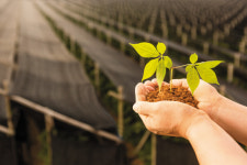 [라이프&]290가지 테스트를 견디다···명품홍삼의 자격