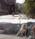 동물농장 배변습관...이제껏 몰랐던 반려견의 속사정을 들어본다