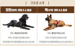사람 살린 강아지, 사람 품으로 분양합니다