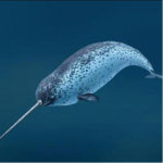 [만파식적]일각고래