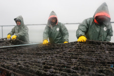 [CJ, 美 첫 김공장 이달 가동] 부안 앞바다 김, 뉴요커 입맛 잡아야죠