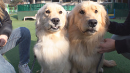 TV 동물농장 돌아온 웰시 8군단과 견생 2막을 연 레트리버 녀석들