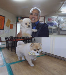 순간포착 세상에 이런 일이 짬뽕집 종업원이개(犬)! 별이의 현명한 경제생활