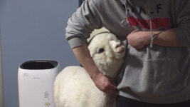 TV 동물농장 지상 최고 귀염둥이 알파카 파카와 두남자의 동거