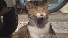 TV 동물농장 핑크 돼지와 마성의 냥이, 그리고 원수가 된 단짝 람n딩가