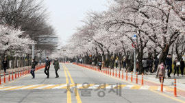 벚꽃 만발한 윤중로 내일부터 전면 통제
