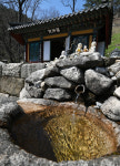 [休-삼척 쉰움산 천은사] 고목 둘러싼 천년고찰, 속세에 병든 마음 어루만지네