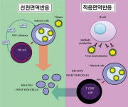 면역세포 레이더 회피하는 코로나19 바이러스
