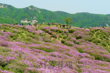 [休-경남 합천 황매산] 꽃샘에 옅게 물든 철쭉···가던 봄 꿋꿋이 붙잡네
